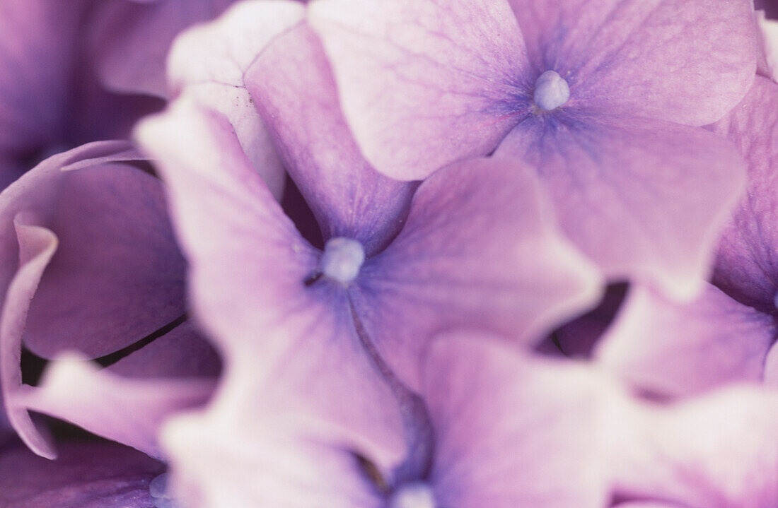 Nahaufnahme der violettblauen Blütenblätter der Gartenhortensie (Hydrangea macrophylla)