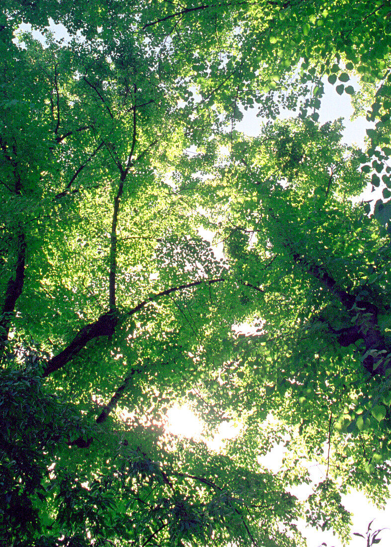 Canopy of common Lime Trees in the Summer