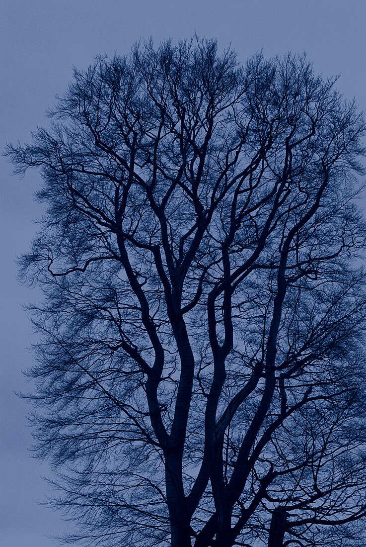 Buche gegen den Abendhimmel im Winter