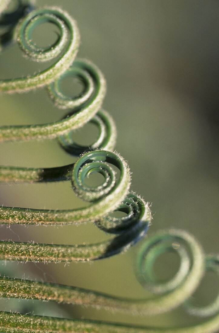 Close up of Palm fronds unfurling in Hanbury Botanical Gardens