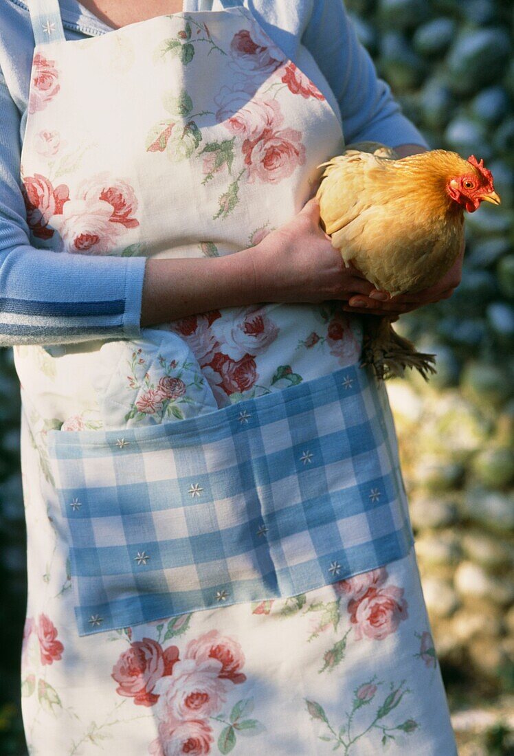 Mid section woman in apron holding a chicken