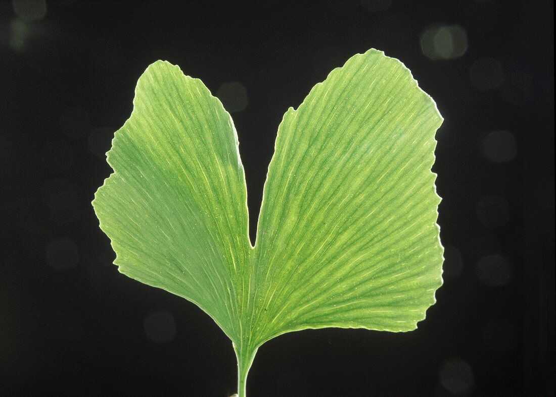 Ein frisches Ginkgo-Blatt vor schwarzem Hintergrund