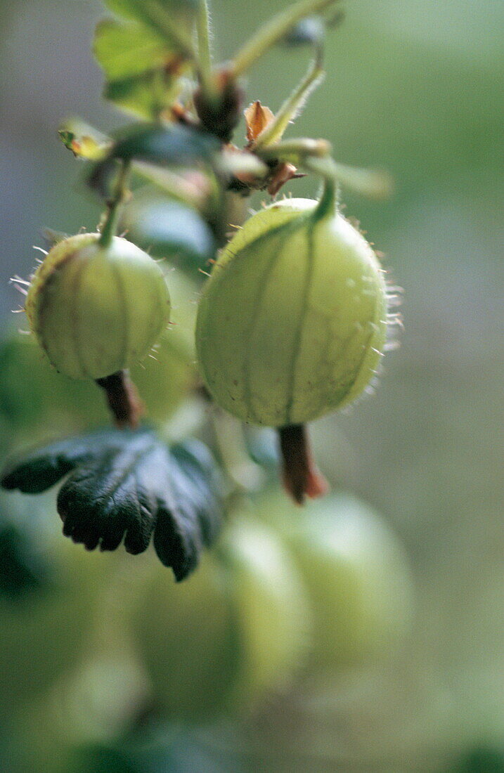 Gooseberry (Anticipation)