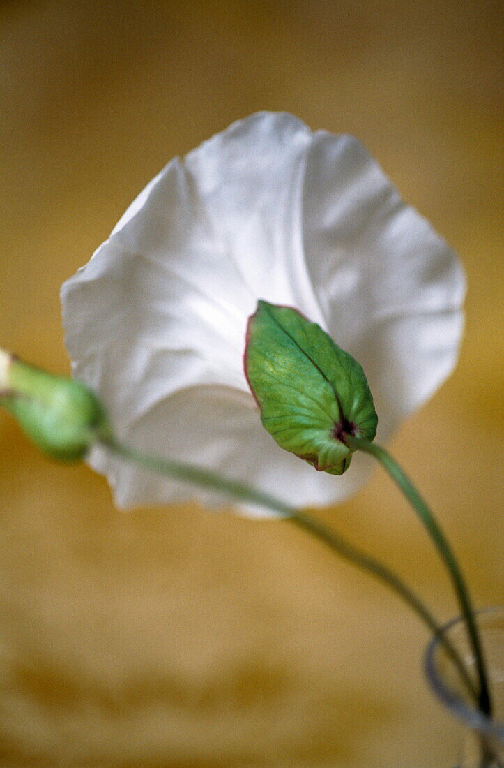 Bindweed (Lasst uns vereinigen)