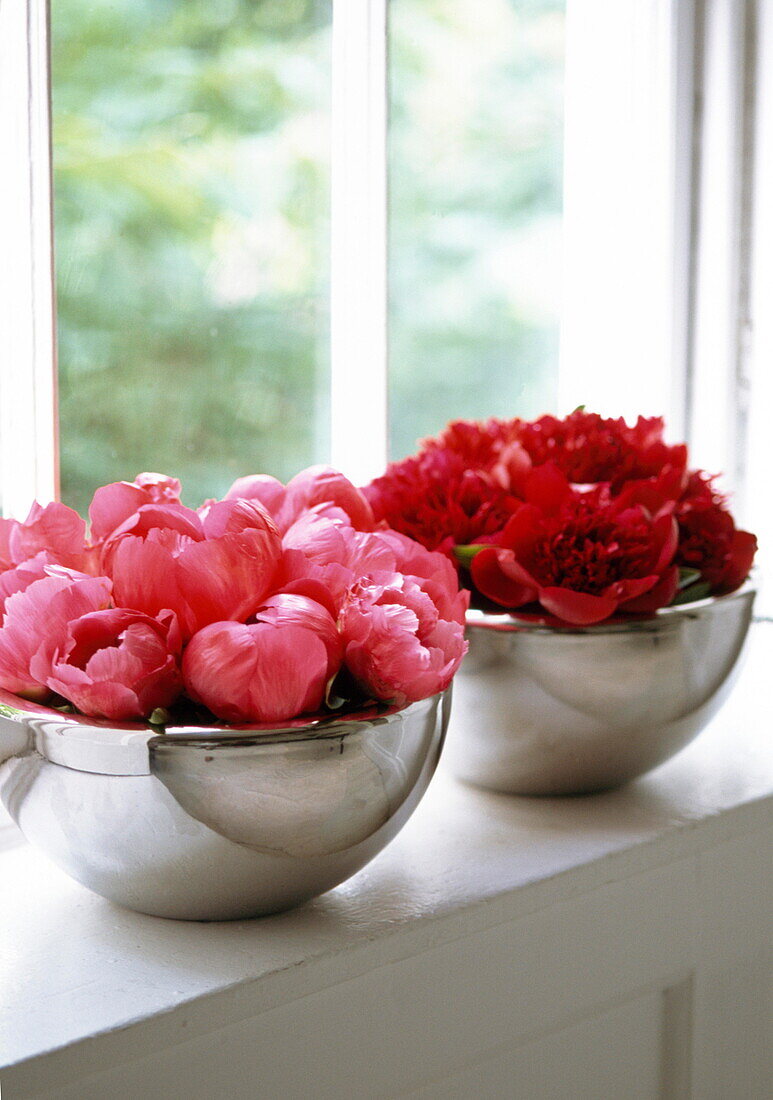 Peonies (Bashfulness Shame Devotion)