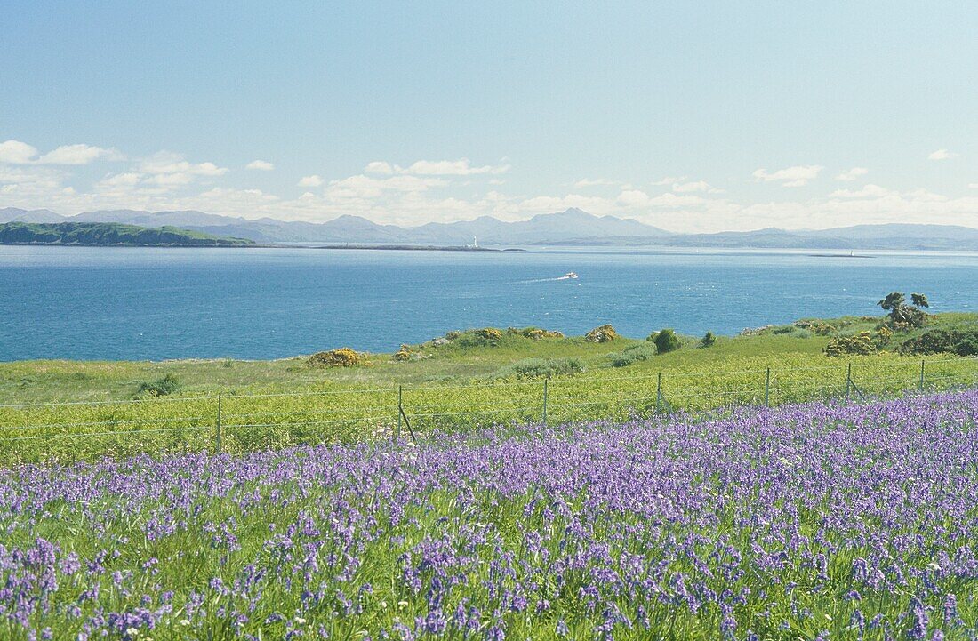 Meadow of bluebells against backdrop of sea and hills
