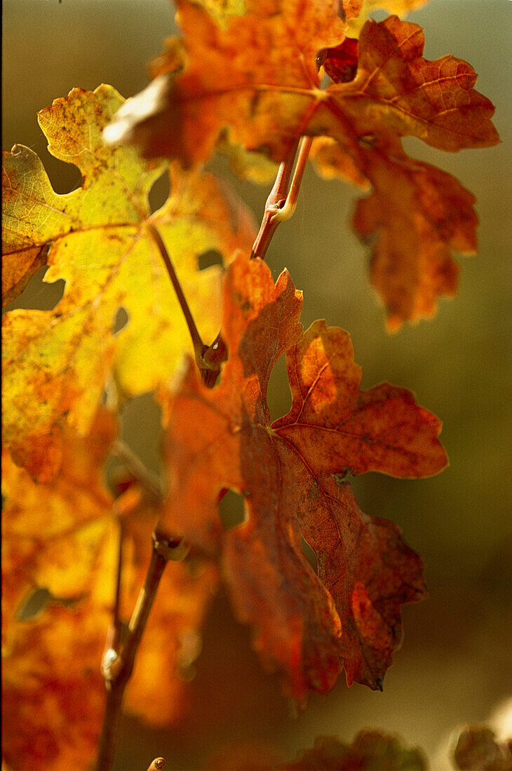 Weinblätter im Herbst in der Nähe von Rioja