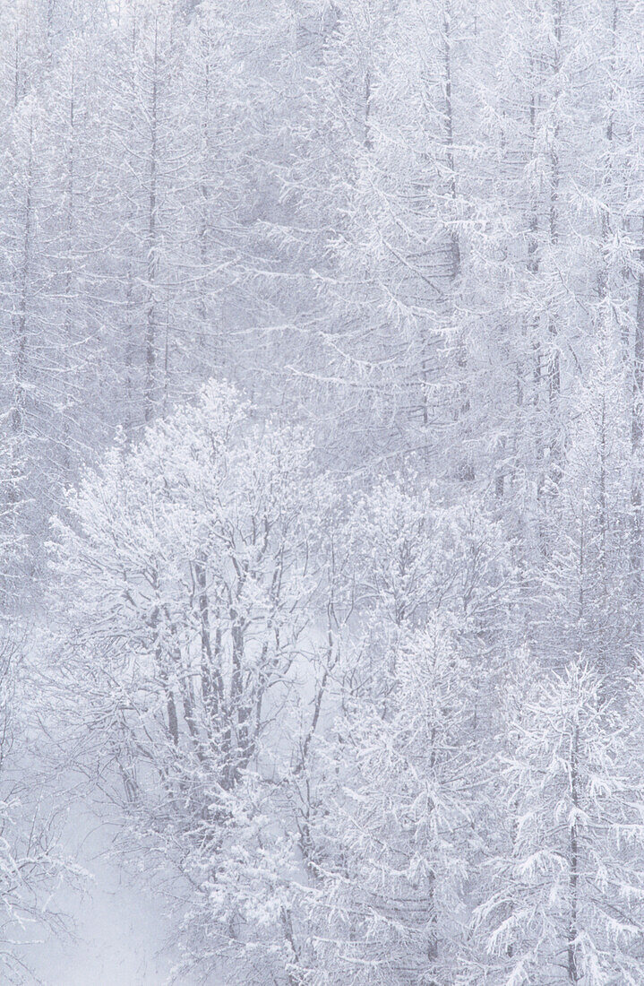 Detail of misty white snow covered pine forest