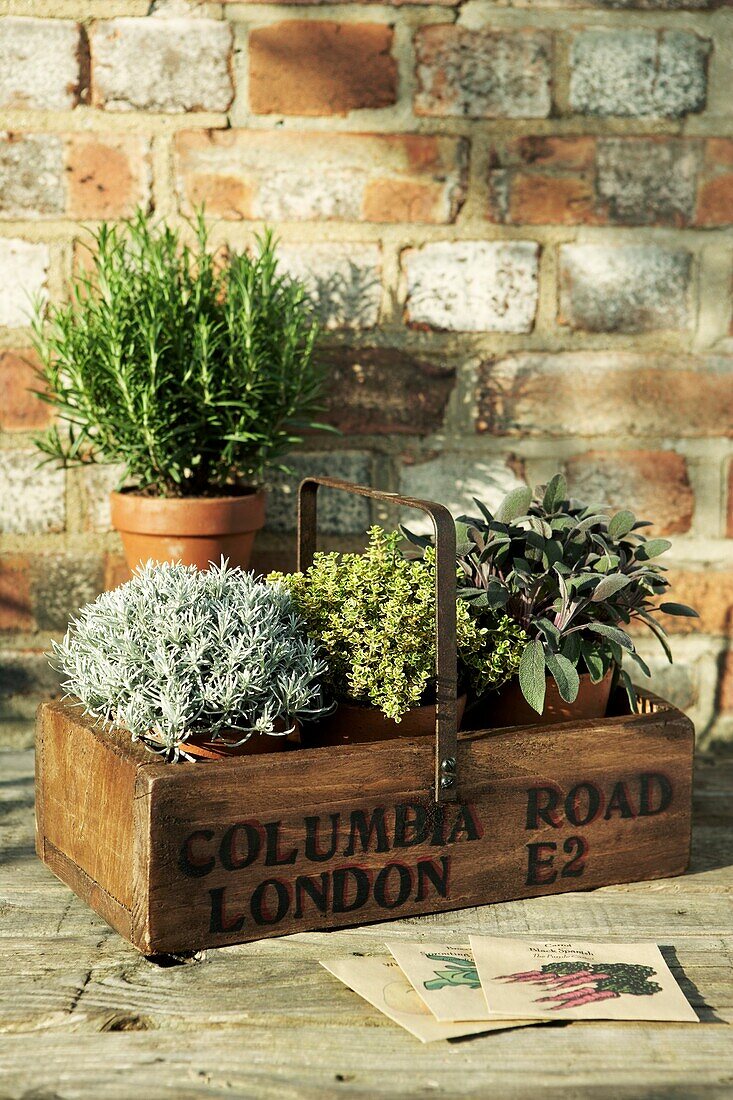 Herbs - Lavender Thyme and Sage growing in a recycled box on garden table in front of brick wall with pot of Rosemary in the background