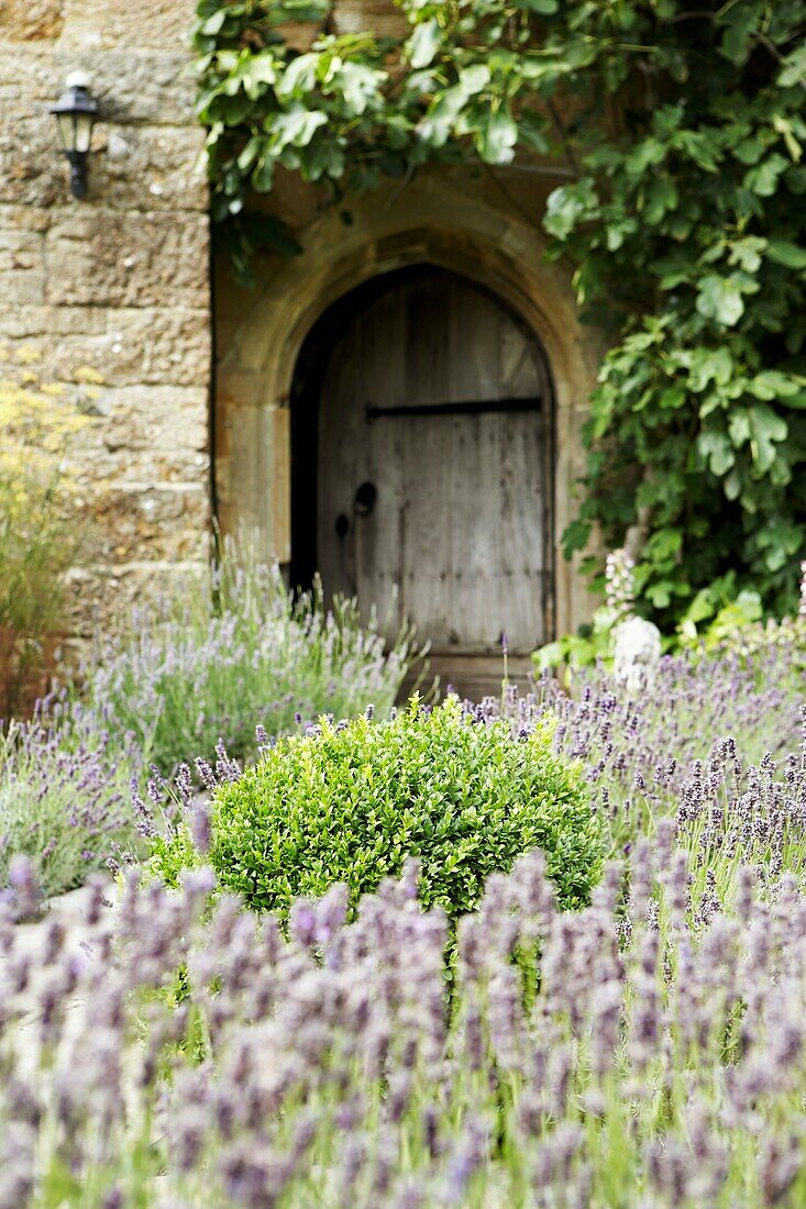 Lavender growing in walled garden