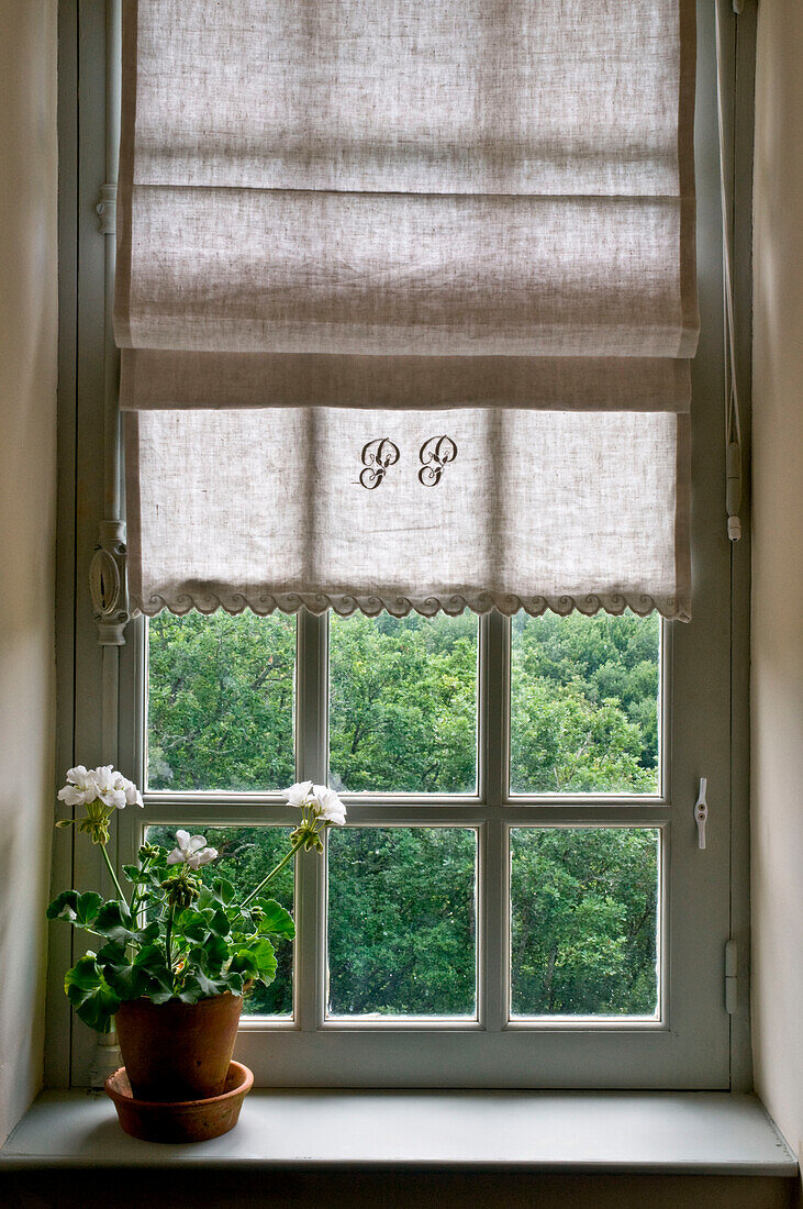 Blume auf der Fensterbrüstung