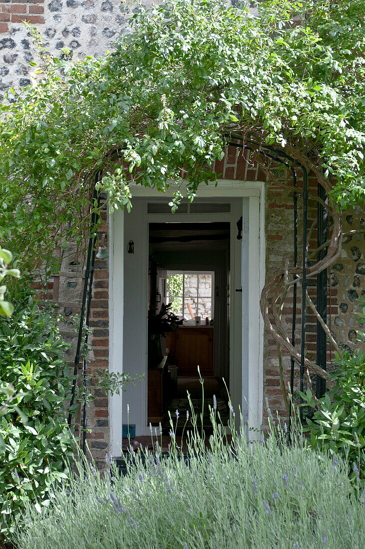 Climbing plant at doorway entrance to Kingston home,  East Sussex,  England,  UK