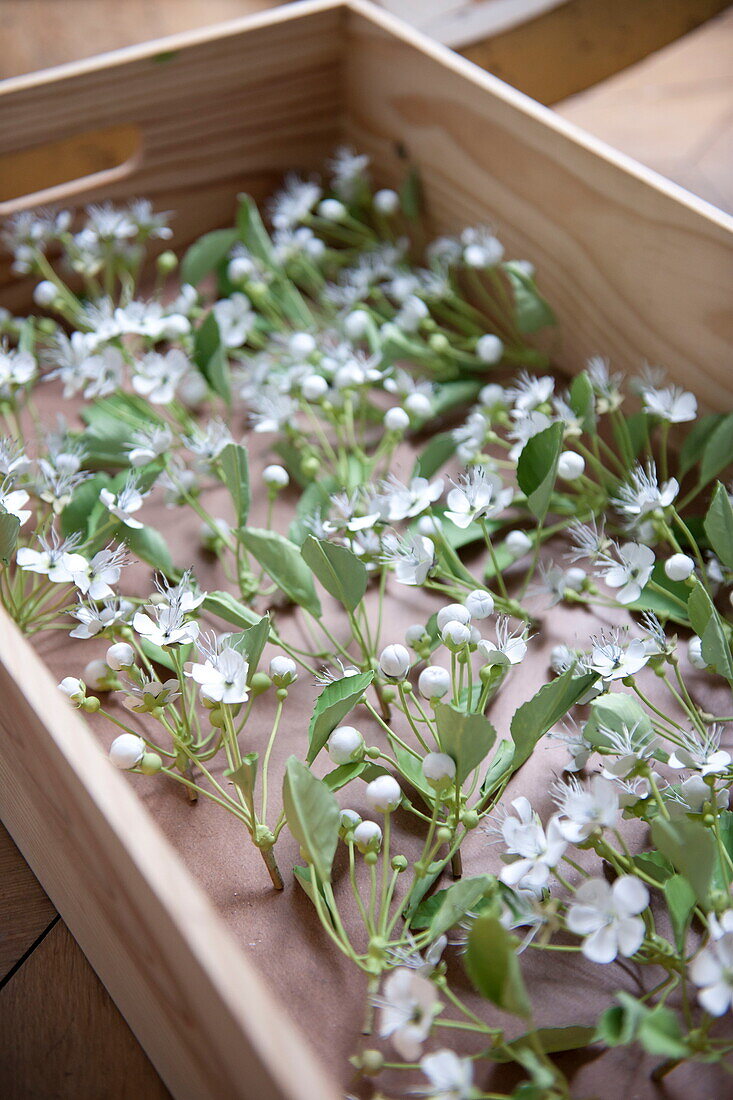 Blumenblüte in Holzkiste in Wohnhaus in Bordeaux, Aquitanien, Frankreich