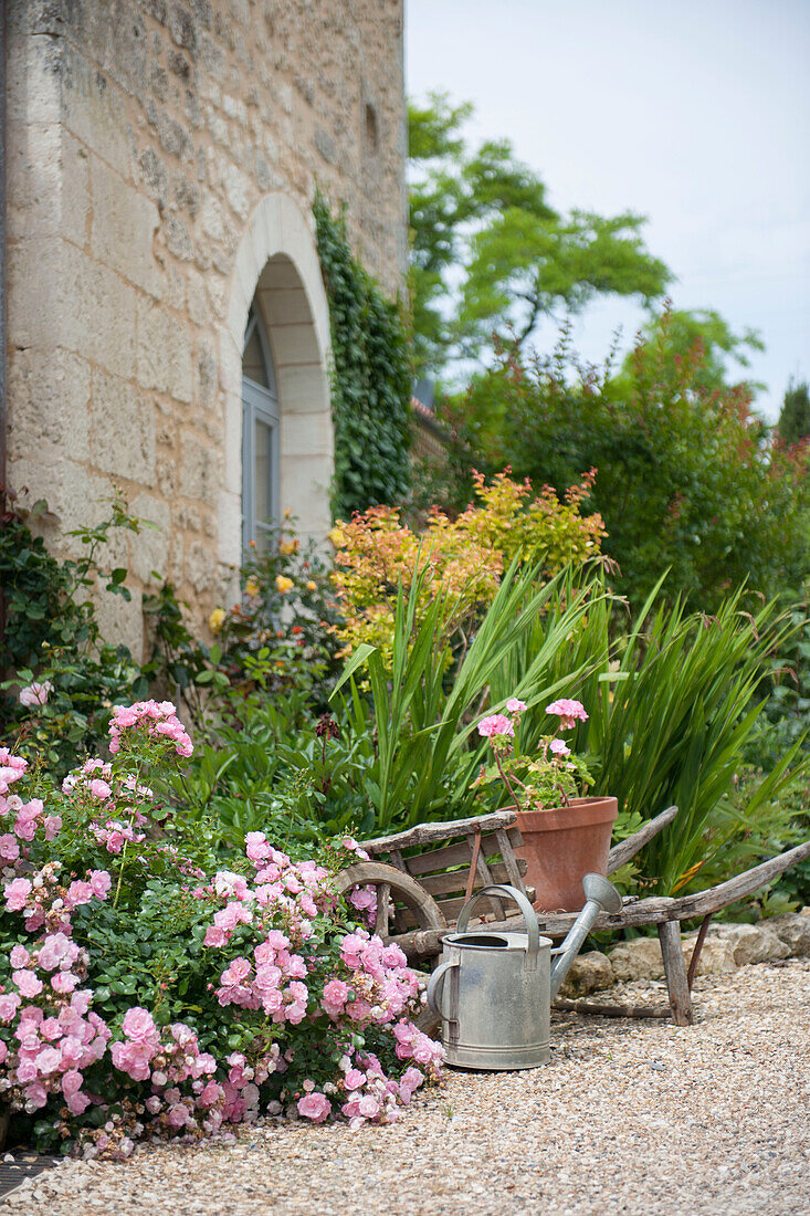 Pink rosebush and wheelbarrow in grounds of Dordogne farmhouse  Perigueux  France