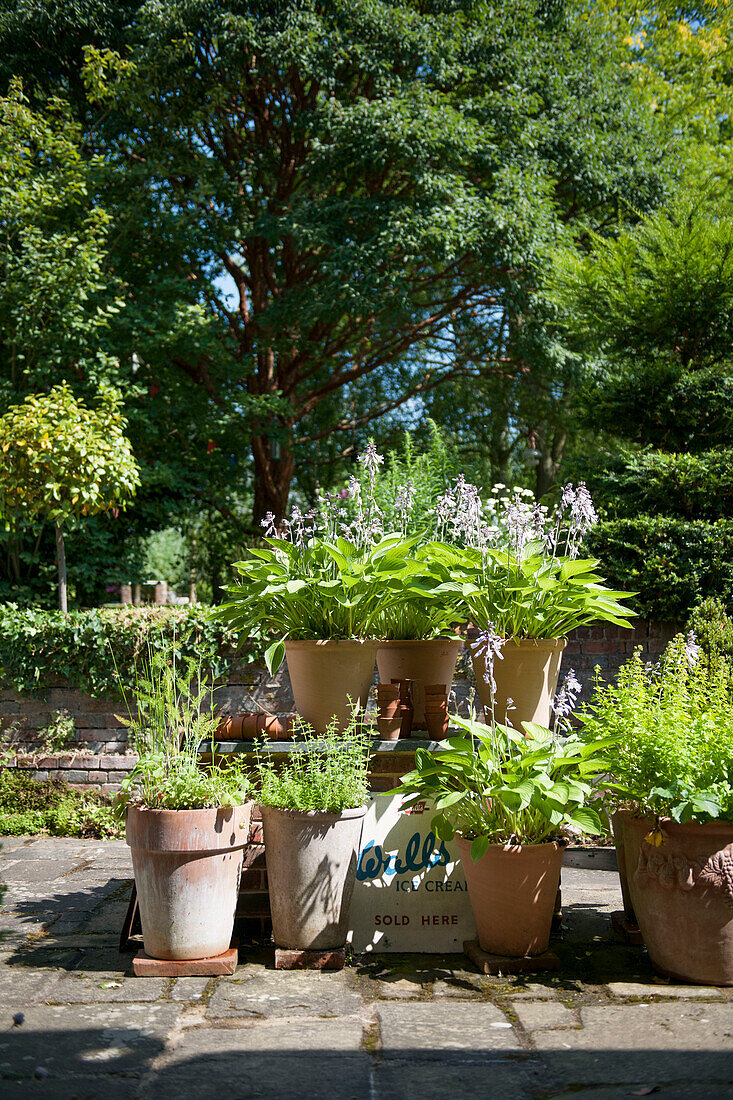 Topfpflanzen auf sonnenbeschienener Terrasse in einem Garten in Kent England UK