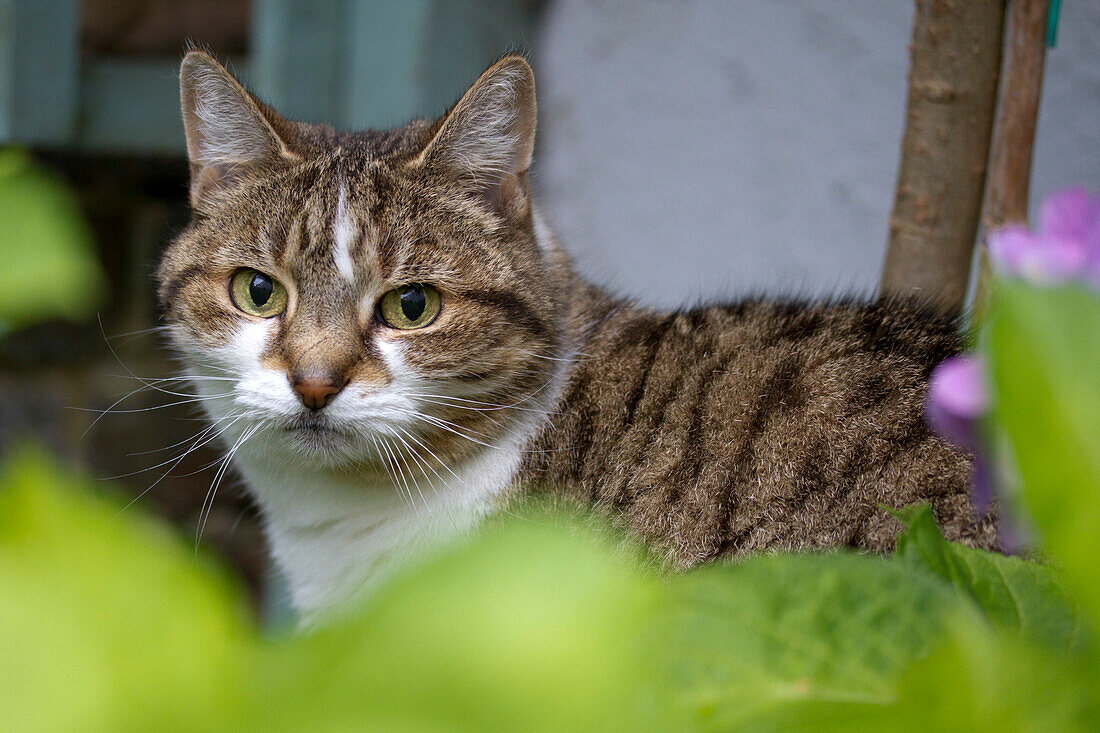 Portrait of tabby cat, Brighton, East Sussex, England, UK
