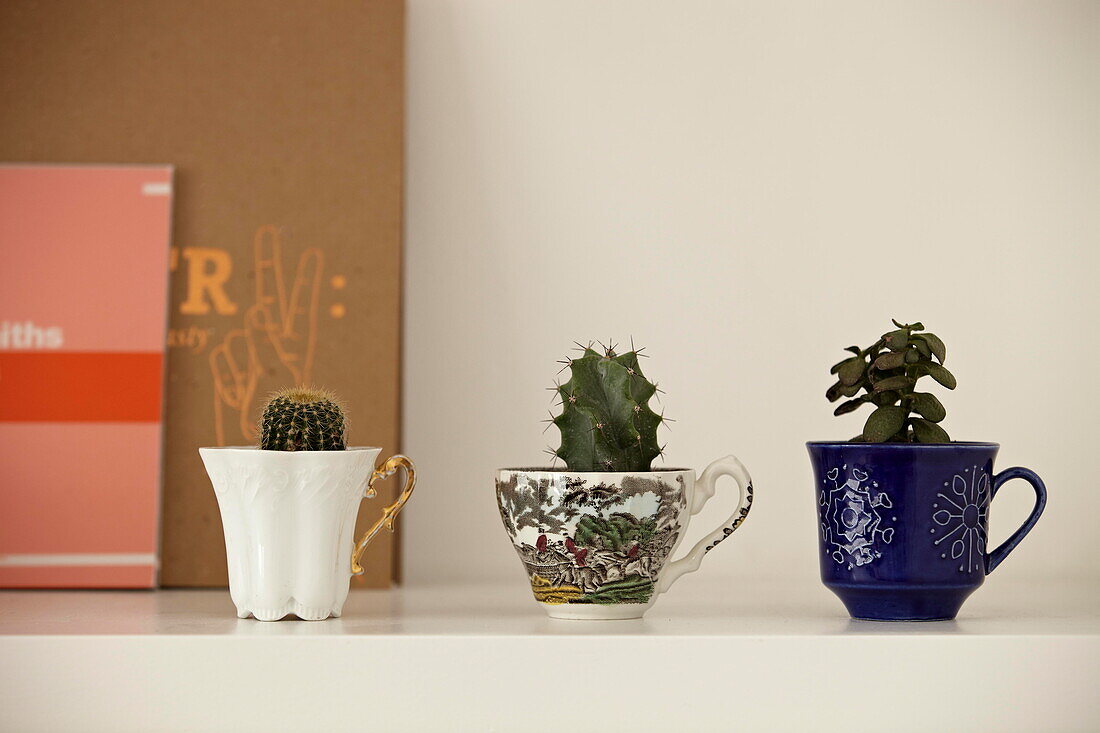 Three cacti in teacups on shelf in London family home  England  UK