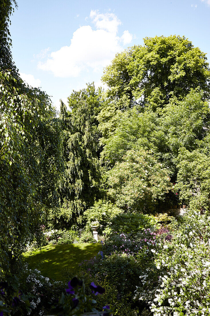 Begrünter, sonnenbeschienener Garten in einem Londoner Vorstadthaus, England, UK