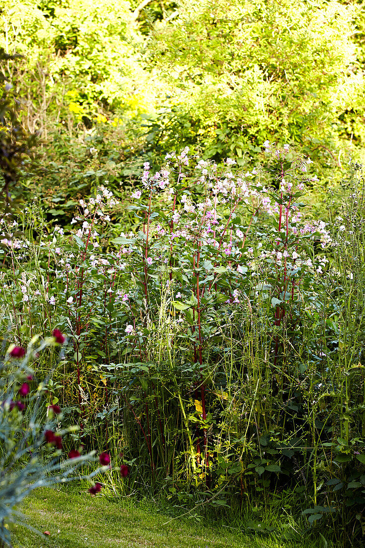 Flowering plants in Brabourne garden,  Kent,  UK