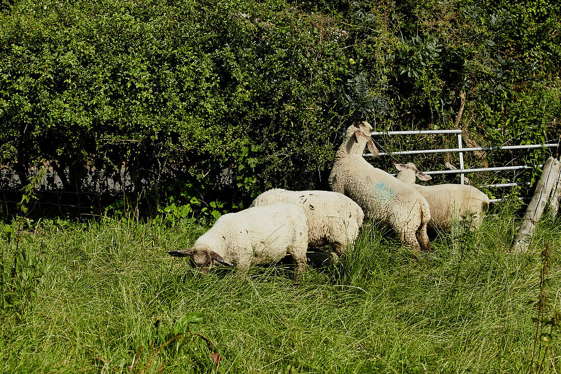 Schafe grasen auf einem Feld in Brabourne, Kent, UK