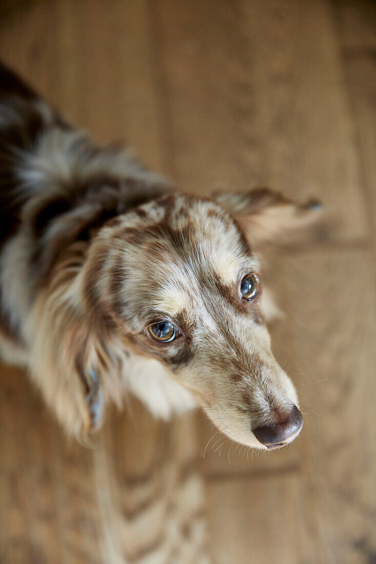 Porträt eines Hundes in einem Haus in York, England, Vereinigtes Königreich