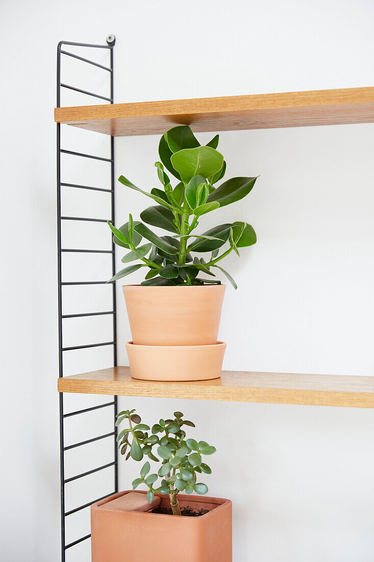 Houseplants on wooden shelving in modernised Preston home  Lancashire  England  UK