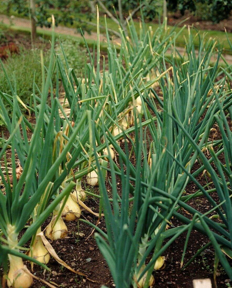 Lines of onion plants in country kitchen garden
