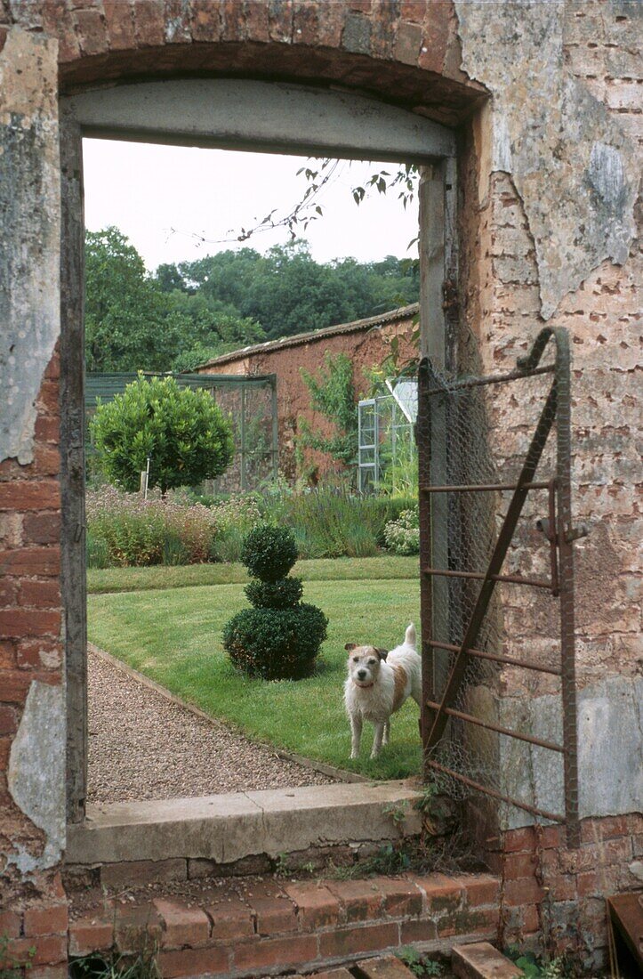 Family dog framed in entrance to walled garden 