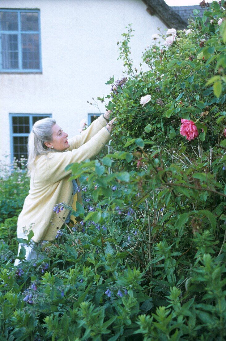 Woman picking roses in flower garden