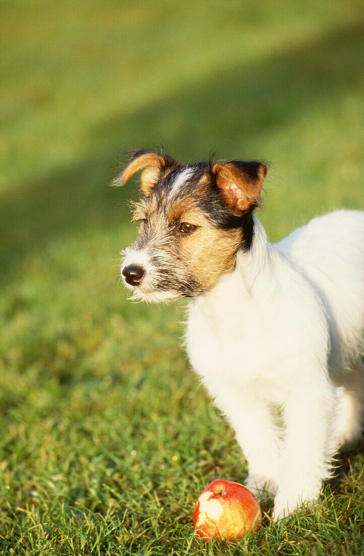 Jack-Russell-Hund im Gras eines Landgartens in Suffolk