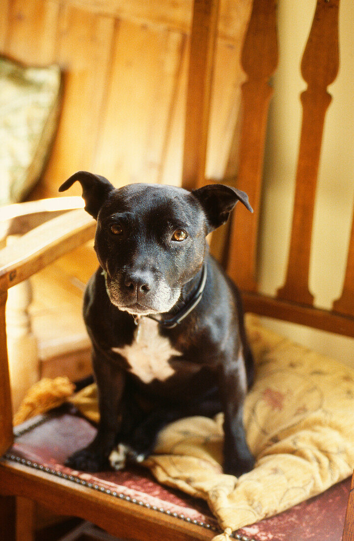 Staffordshire-Bullterrier sitzt auf einem Stuhl in einem Landhaus in Suffolk