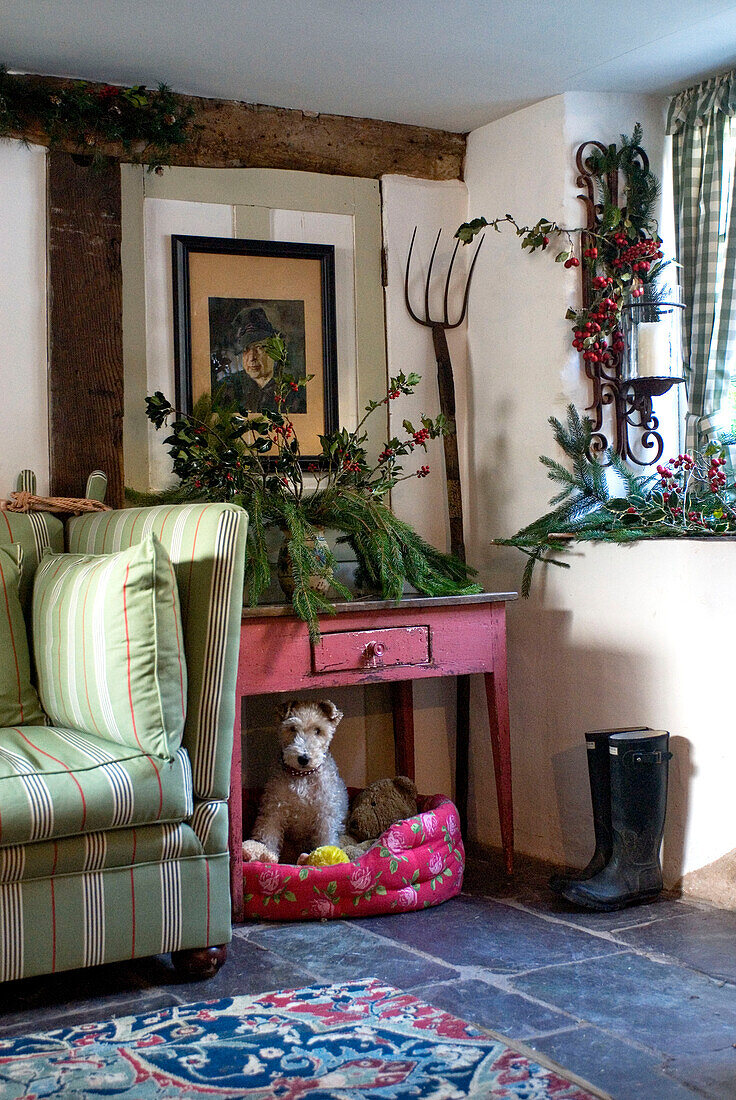 Dog sitting in his bed underneath a pink painted sideboard in the living room decorated for christmas