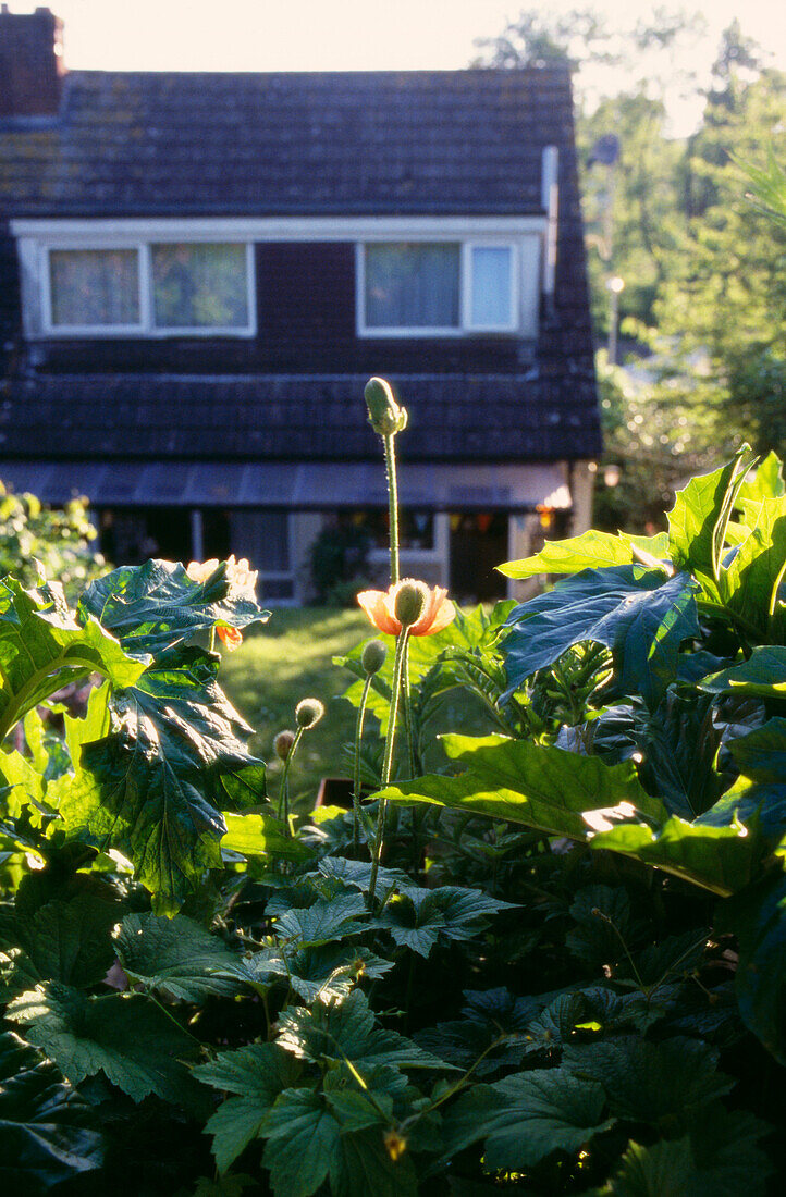 Blick durch die Gartenlaube auf die Rückseite des Hauses