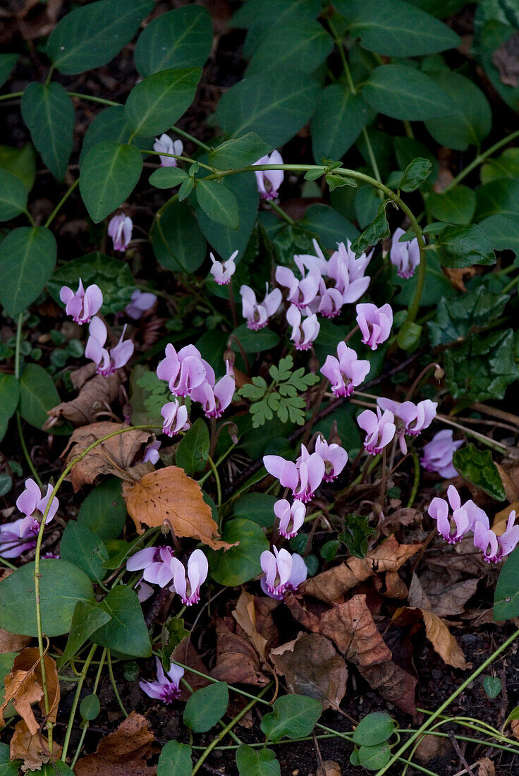 Blühender Flieder mit Herbstblättern