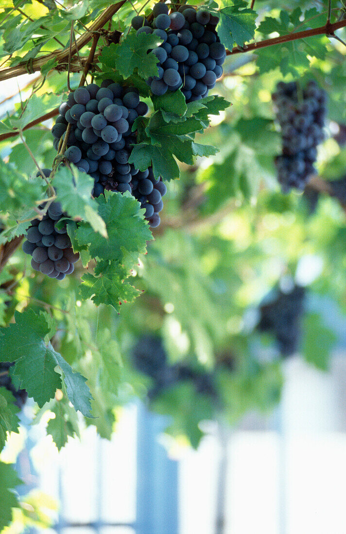 Grapes on the vine