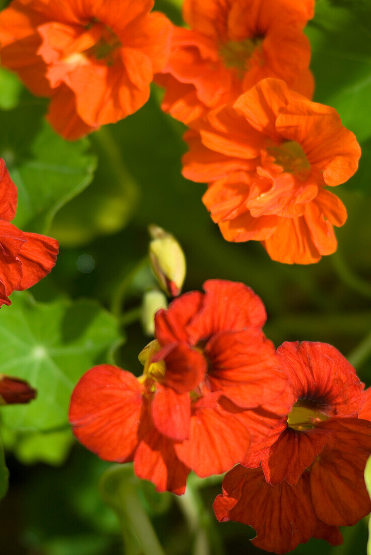 Detail of Tropaeolum Majus Nasturtiums in garden