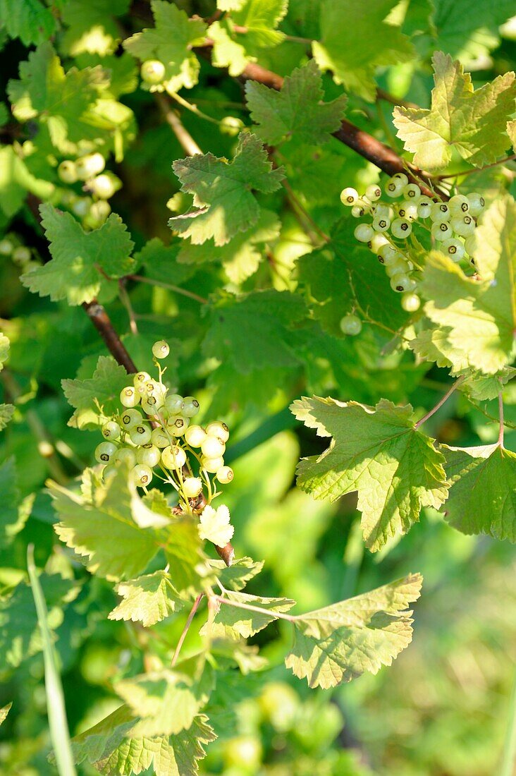 Beeren und Blätter eines Baumes