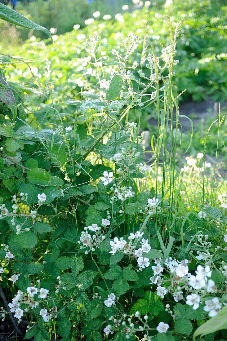 Pflanzen und Blumen in einem überwucherten Garten