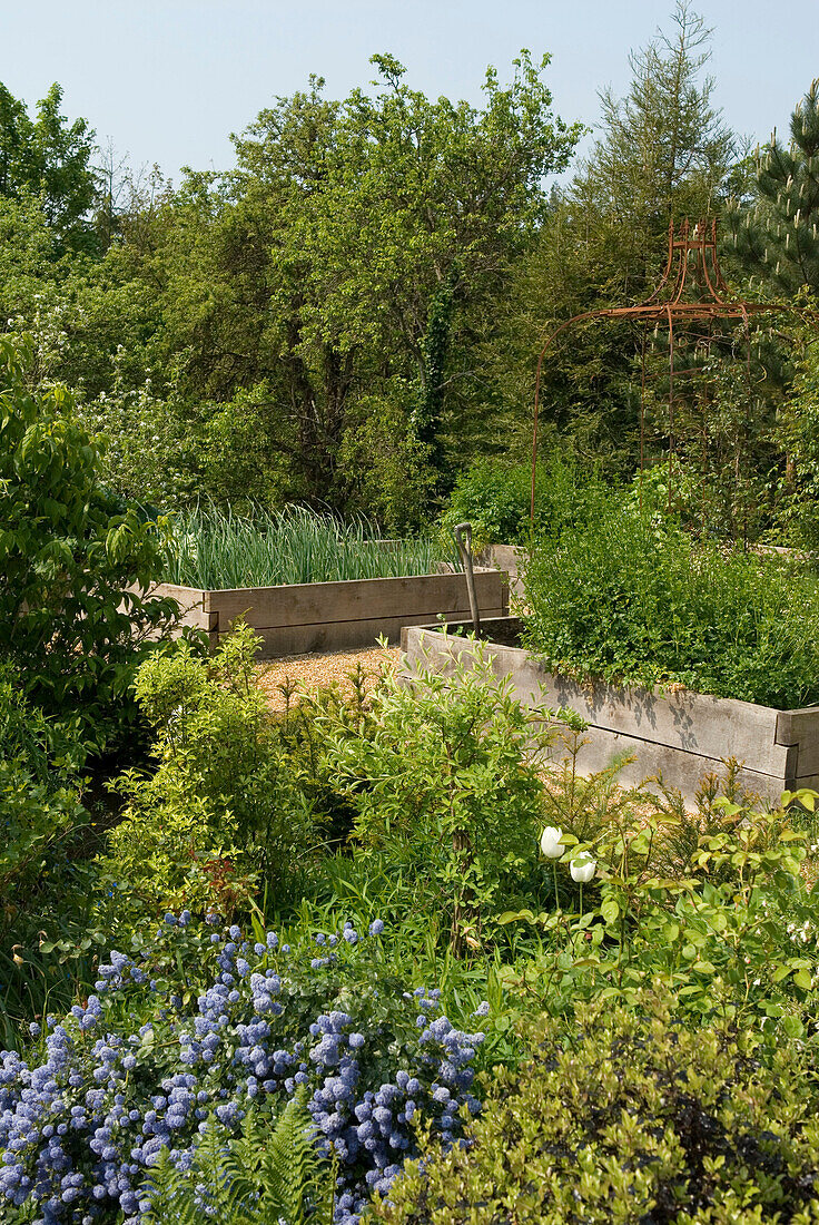 Garden setting with flourishing blue flowers