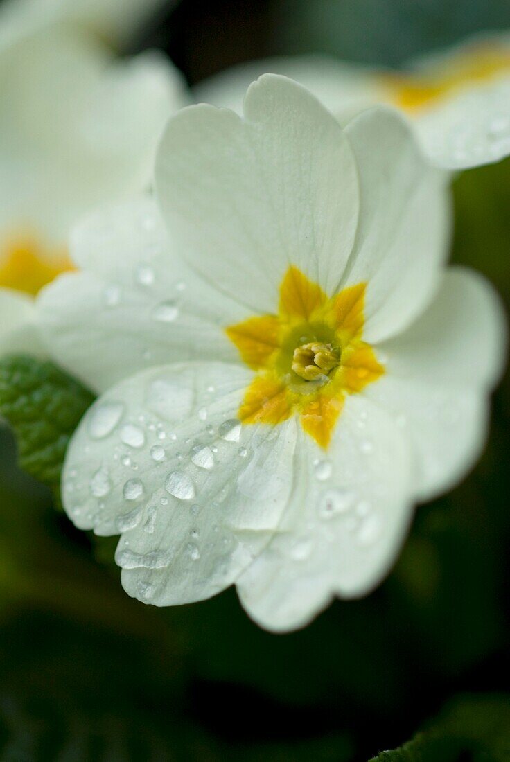 Spring flower primrose with dew on petals