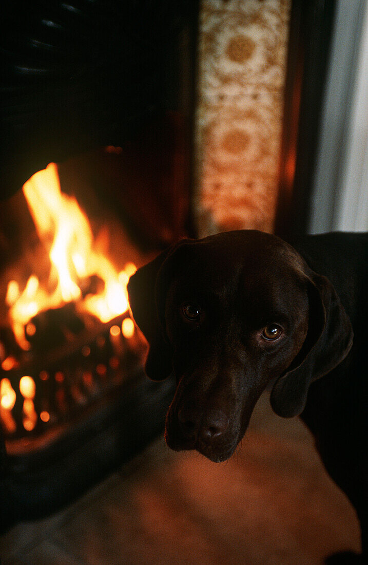 Hund vor einem Kamin stehend