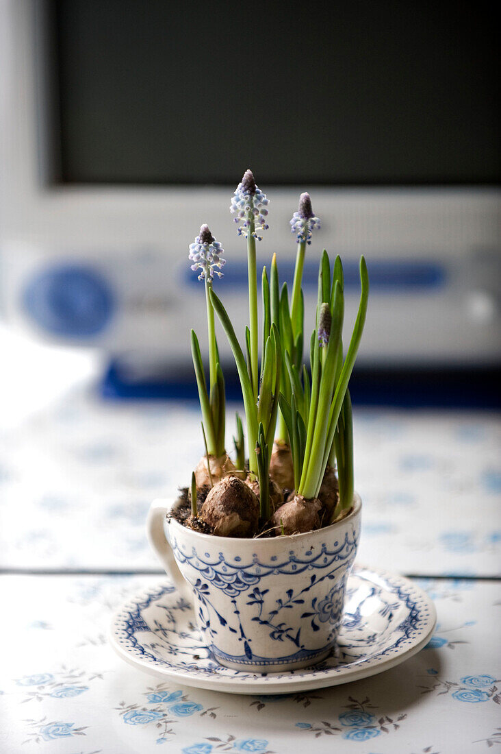 Tasse und Untertasse mit gepflanzten Blumenzwiebeln