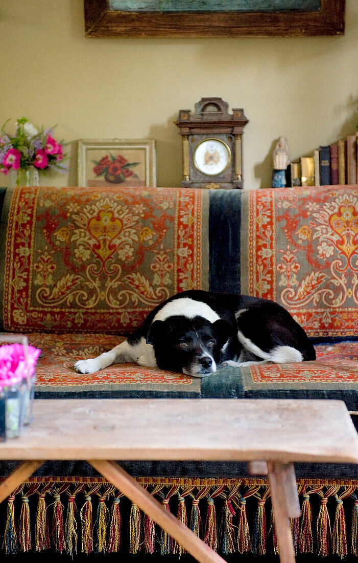 Sleeping dog on Devon sofa