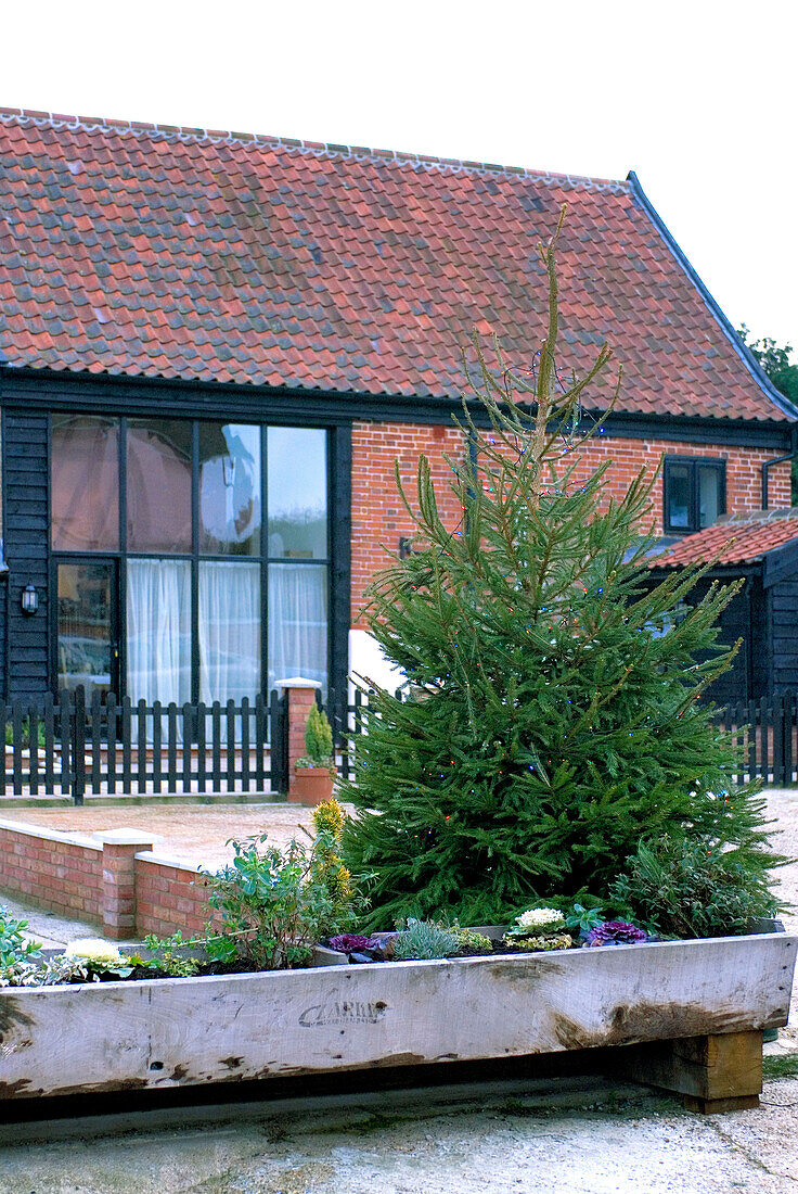 Pine tree in grounds of brick tiled country house in rural Suffolk England UK