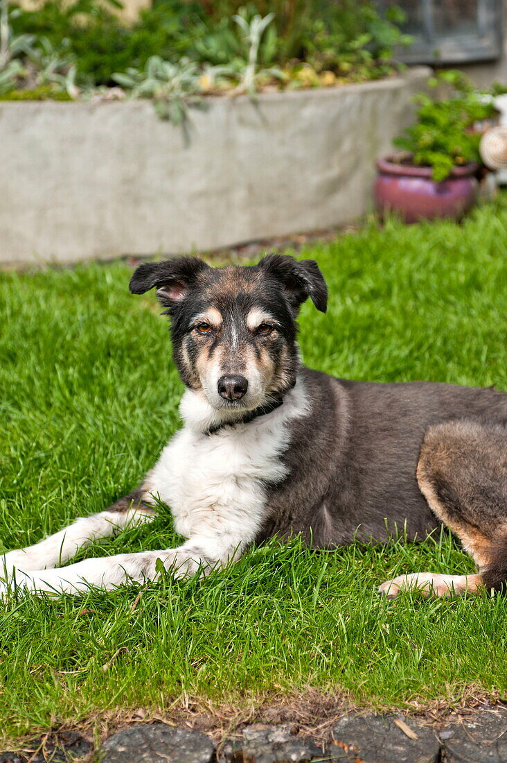 Collie-Hund sitzt auf Gras im Garten von Bovey Tracey, Devon, England, UK