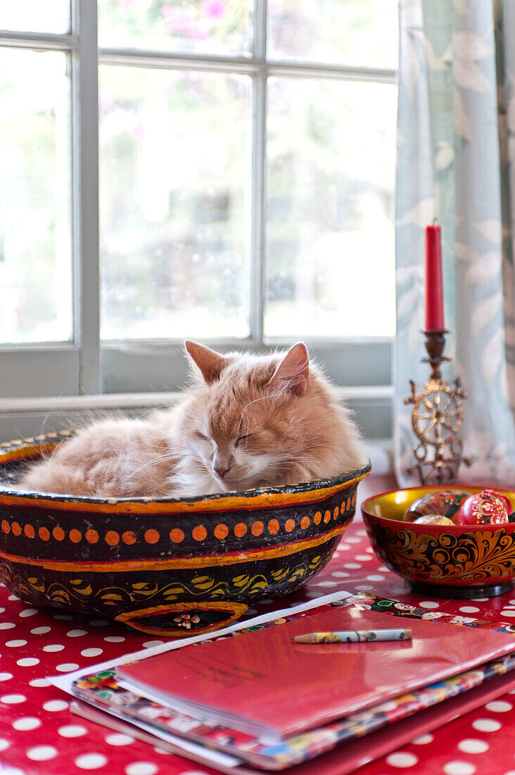 Cat sleeping in bowl on windowsill of Essex home, England, UK