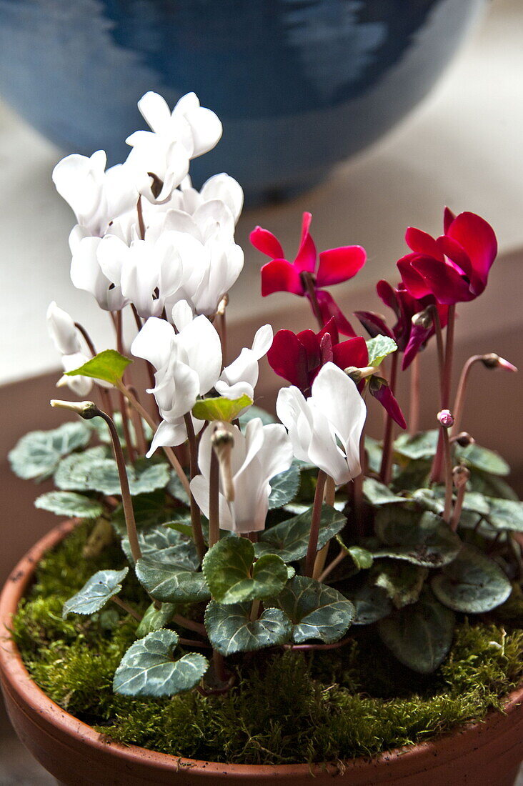 Red and white flowering plant in farmhouse, Cornwall, England, UK