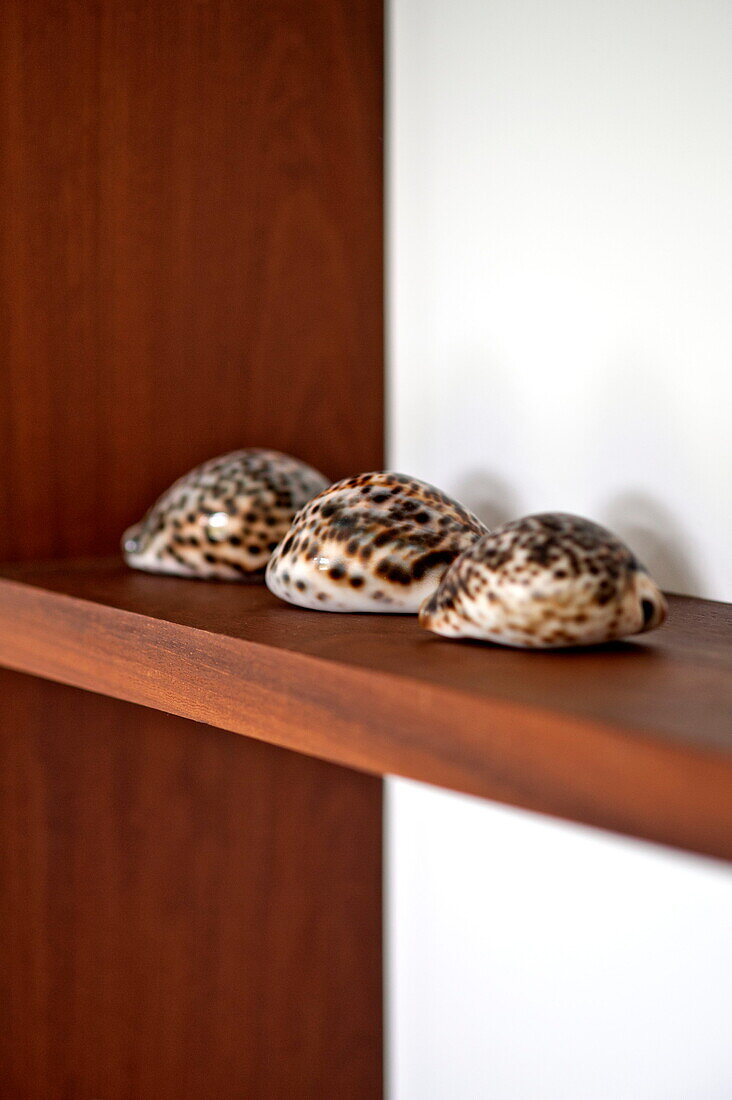 Drei Muscheln auf einem Holzregal in einem modernen Haus, Cornwall, England, Vereinigtes Königreich