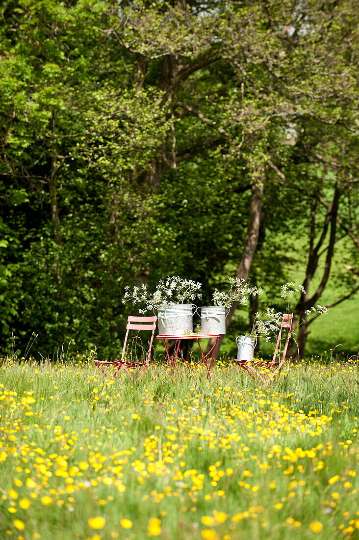 Buckets of wildflowers in Brecon field, Powys, Wales, UK