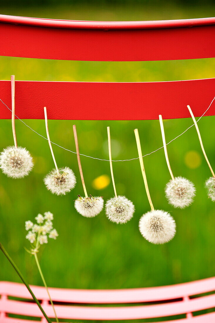 Dandelions (Taraxacum officinale) strung on a chair, Brecon, Powys, Wales, UK